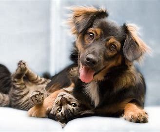 category main image header