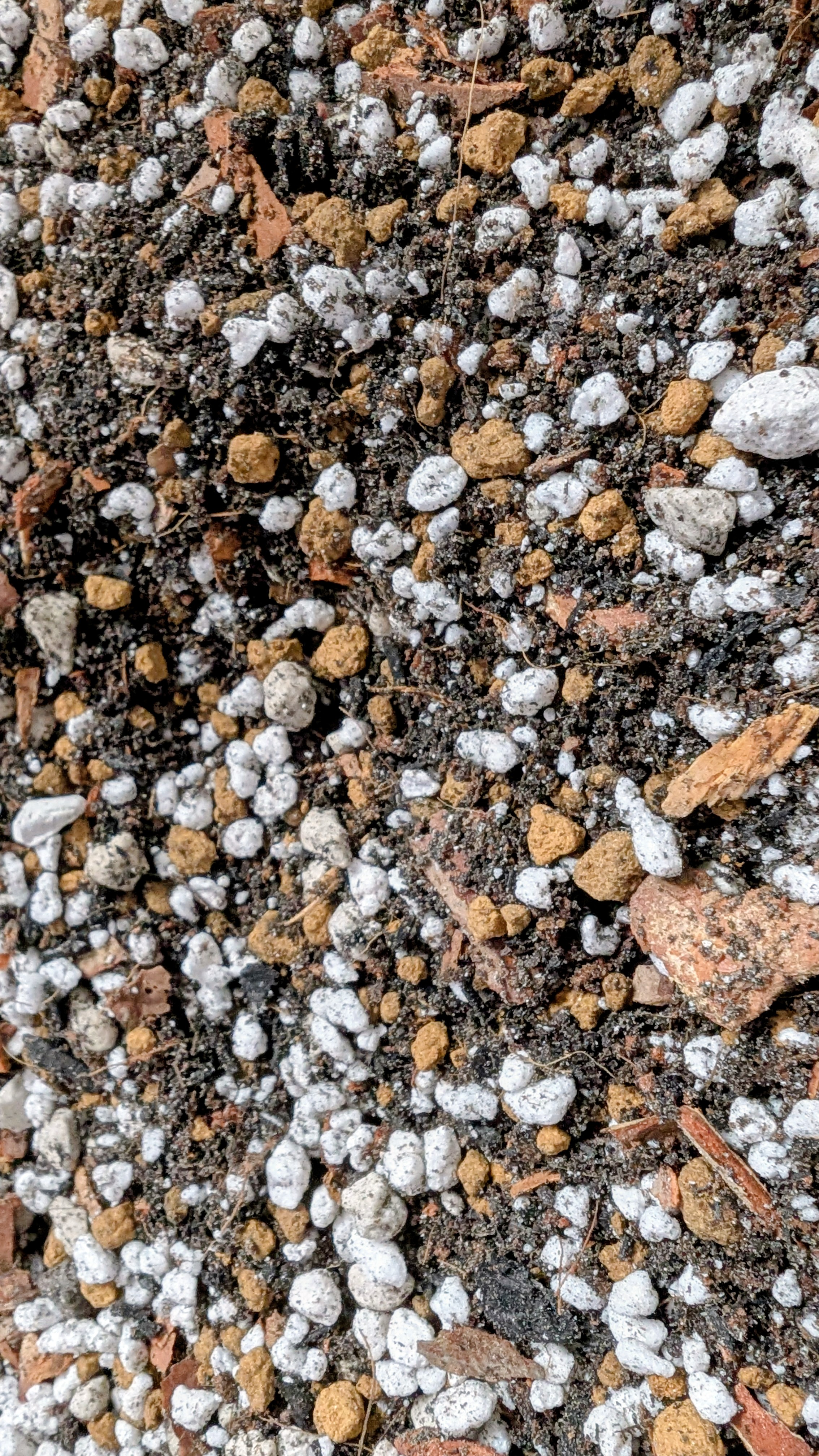 Premium Jewel Orchid Substrate