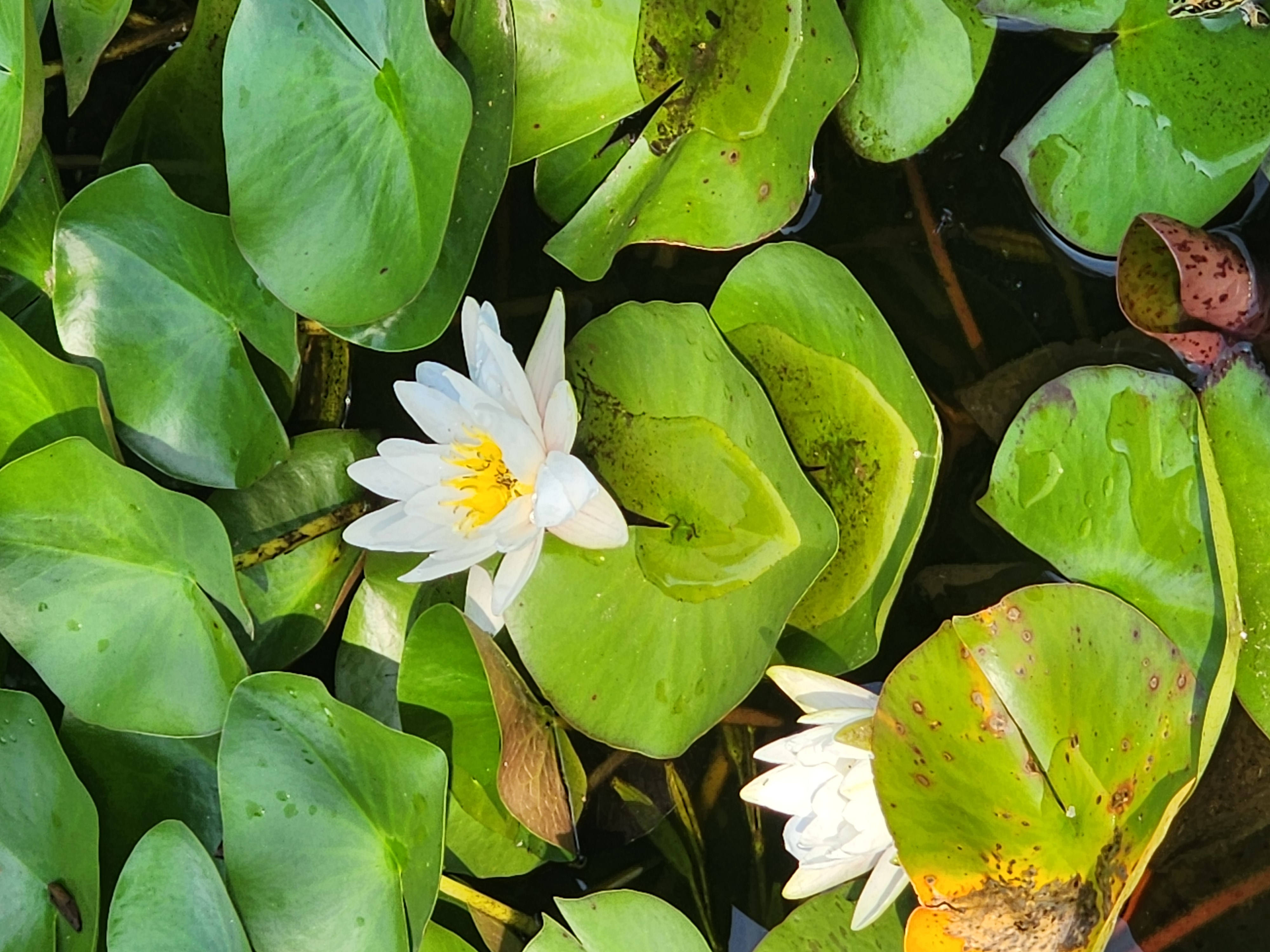 1 hour guided meditation session