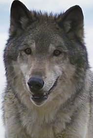 BBC Natural World - A Wolf Called Storm (2012)