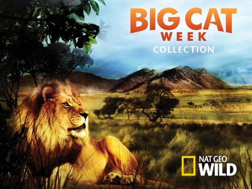 Big Cat Week - Cat Games (2015)