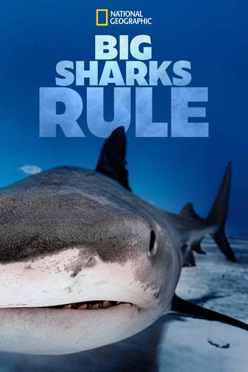 Big Shark Rule (2021)