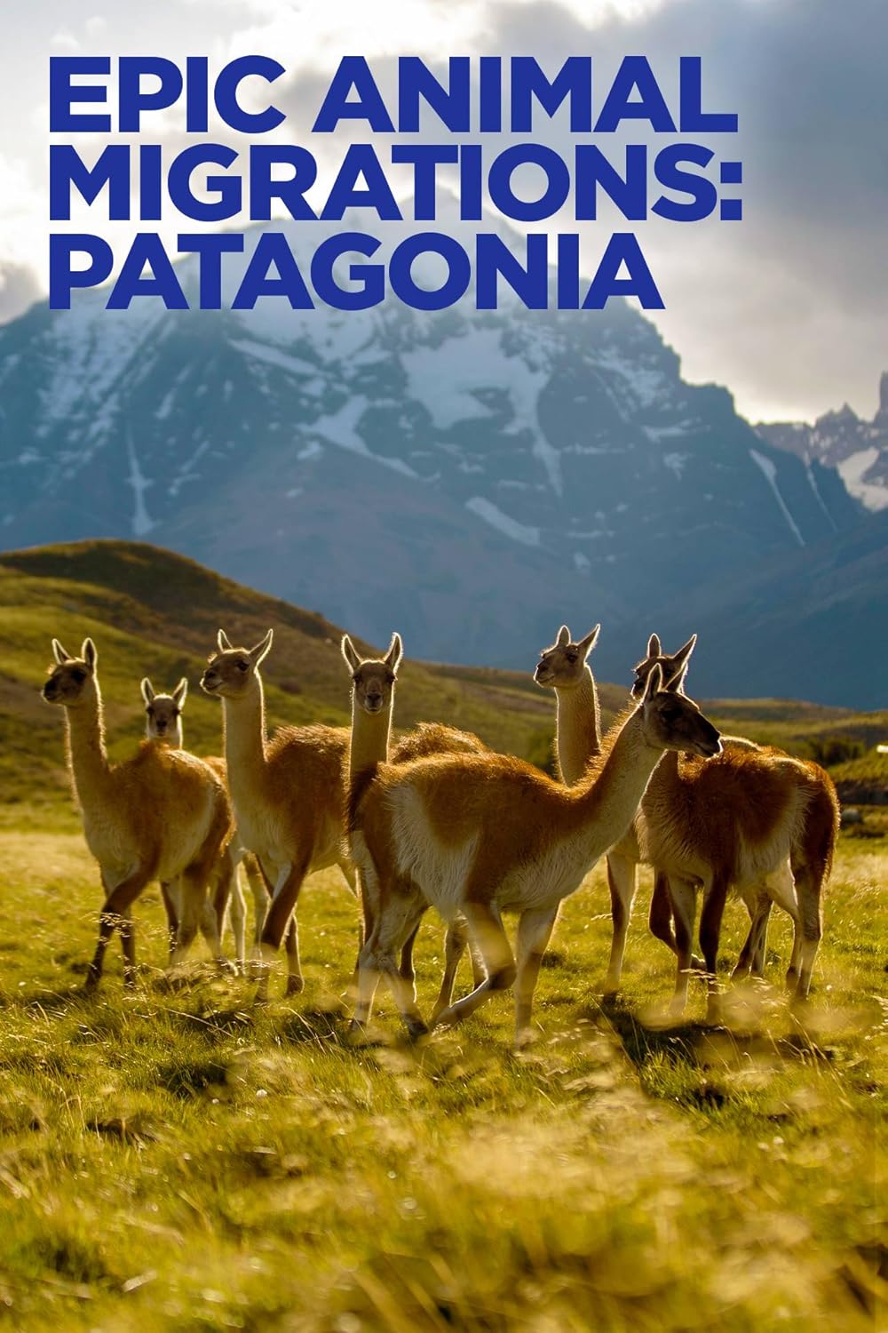 Epic Animal Migrations - Patagonia (2023)