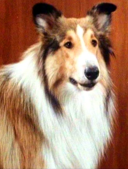 Lassie - The Disappearance (1964)