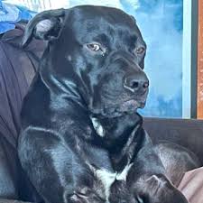 Law Dogs - Unaired TV Pilot (2007)