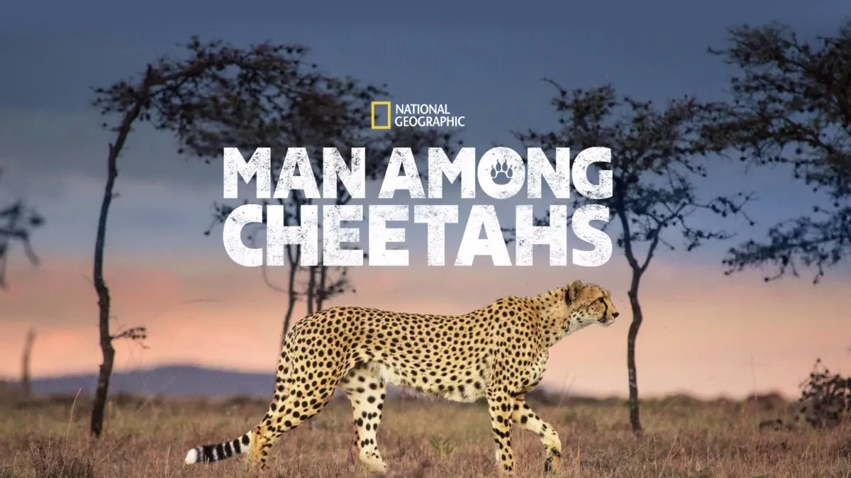 Man Among Cheetahs (2026)