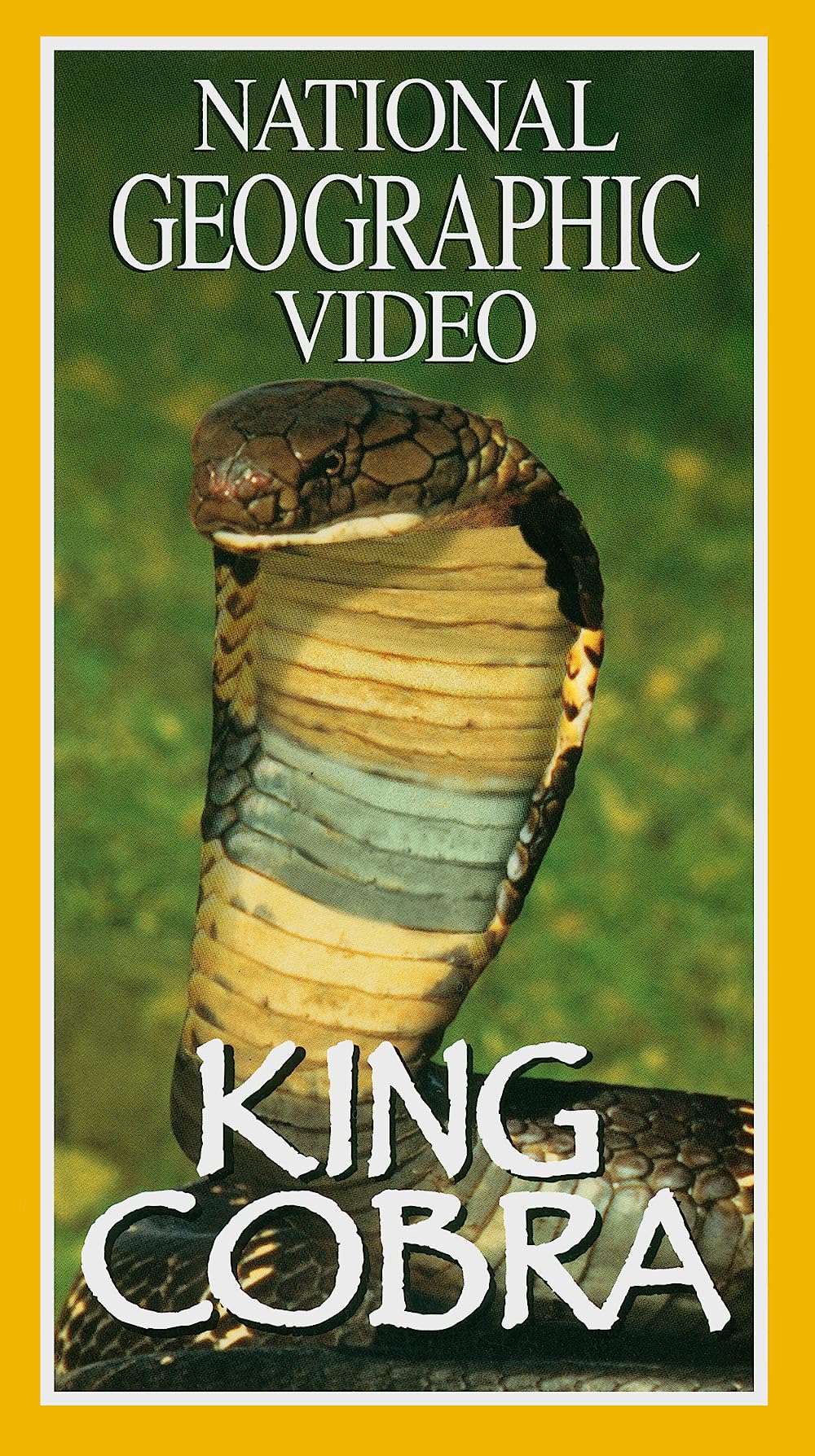 National Geographic King Cobra (1997)