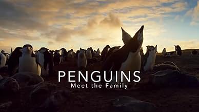 Penguins - Meet The Family (2020)