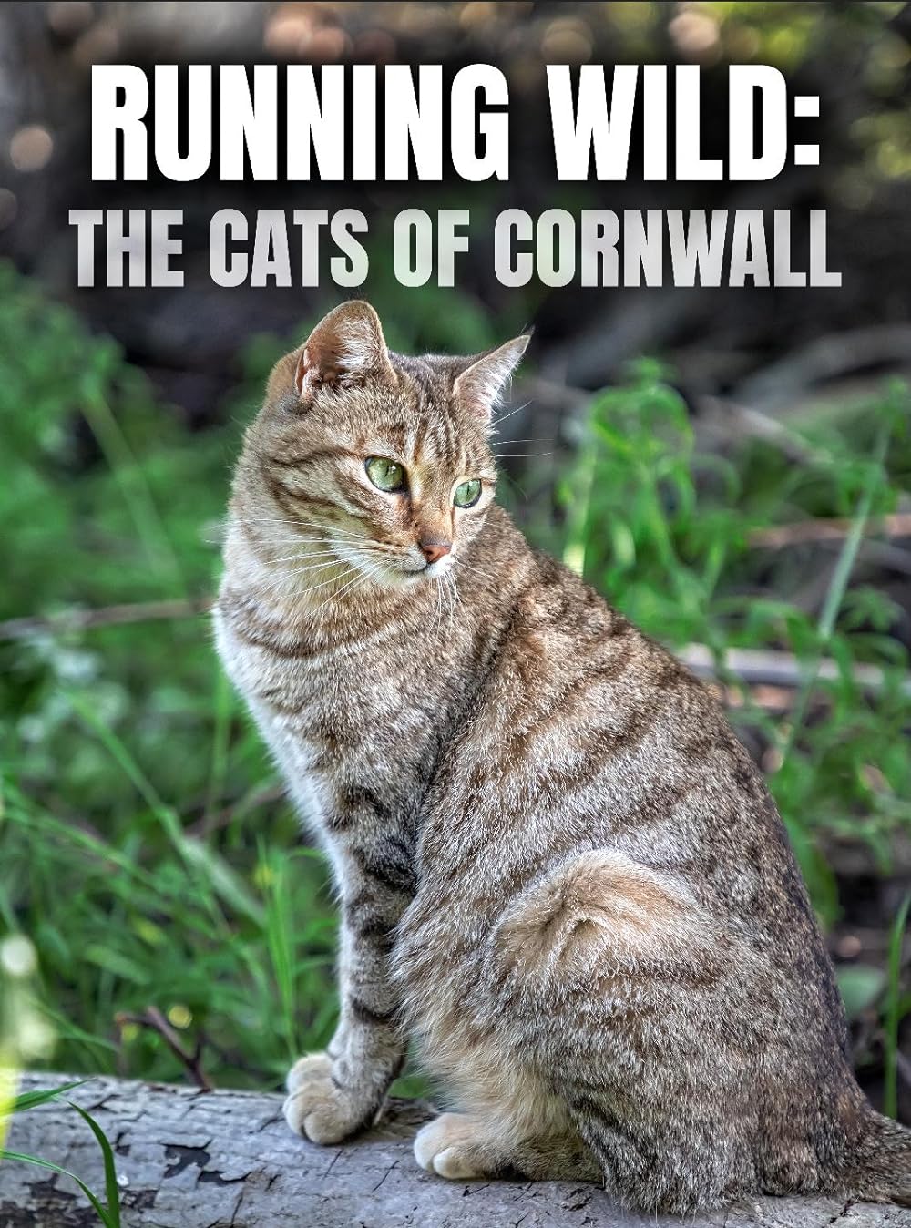 Running Wild - The Cats Of Cornwall (2020)