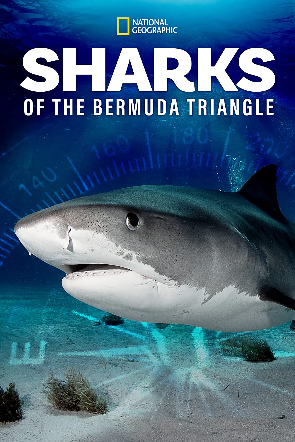 Sharks Of The Bermuda Triangle (2020)