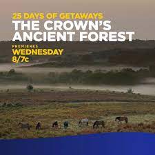 The Crown's Ancient Forest (2023)