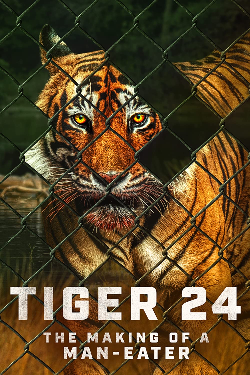 Tiger 24 - The Making Of A Man-Eater (2022)