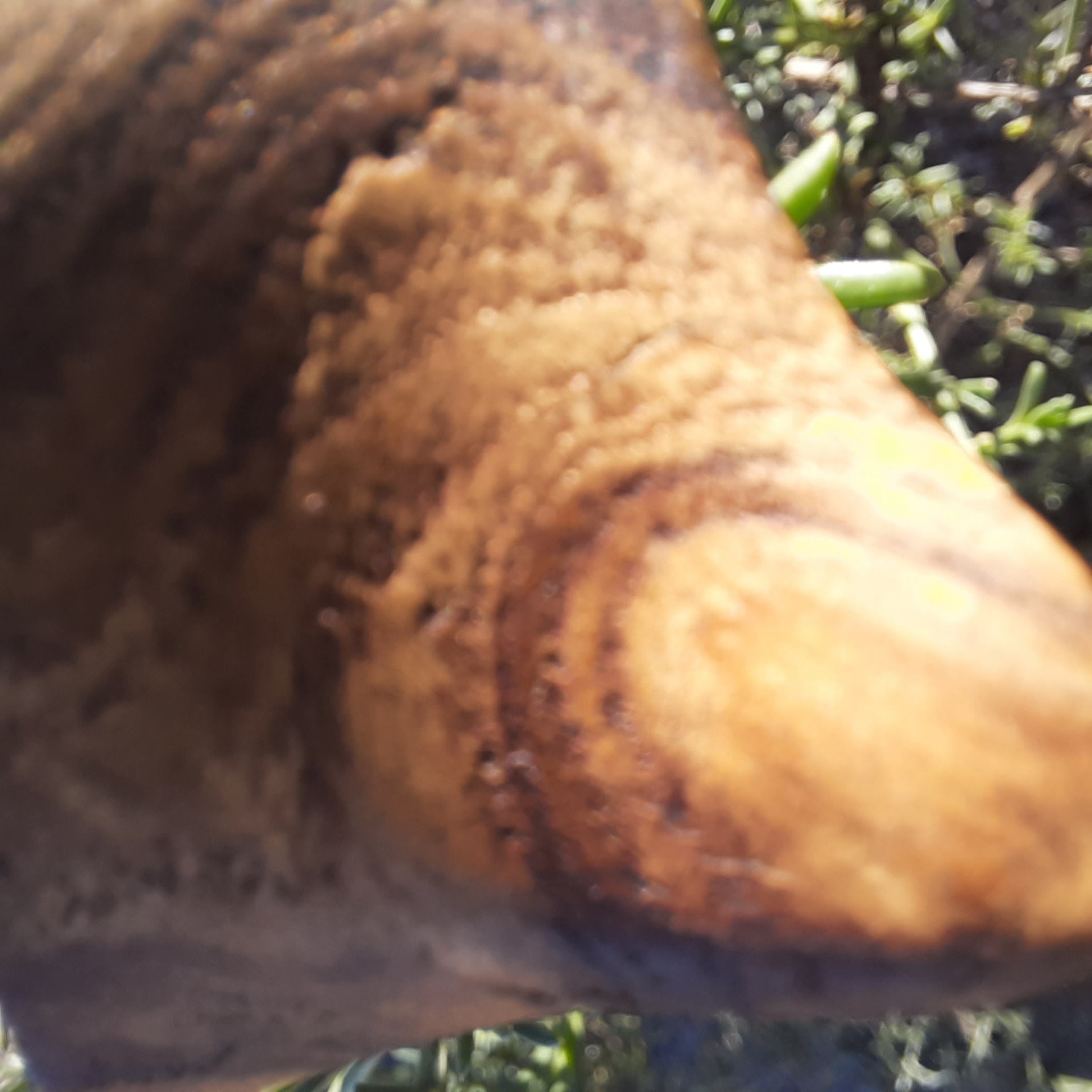 Amulett Französische Schnecke