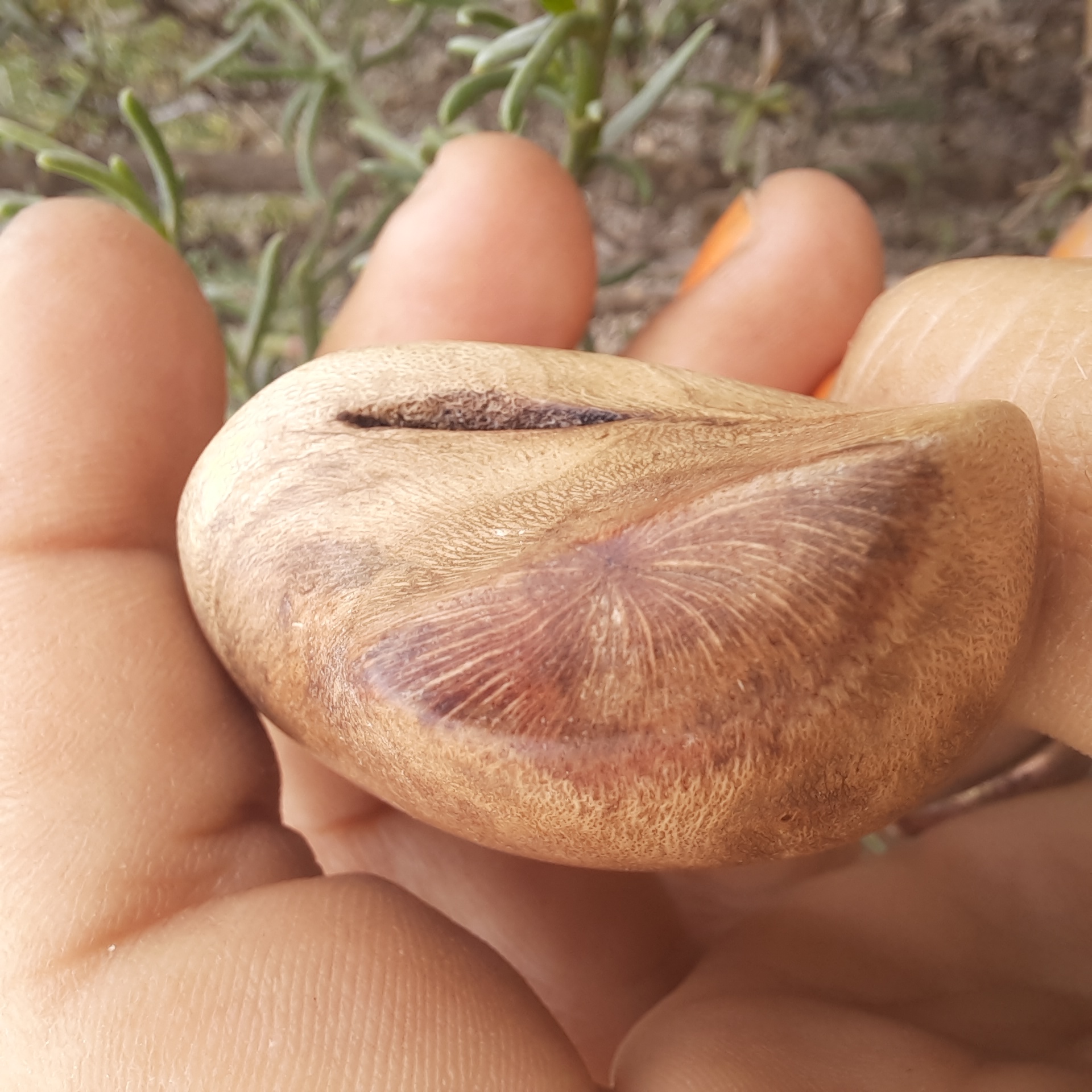 Amulett Playa de Arroz
