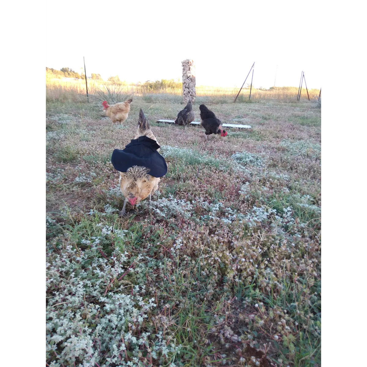 Hen Saddle