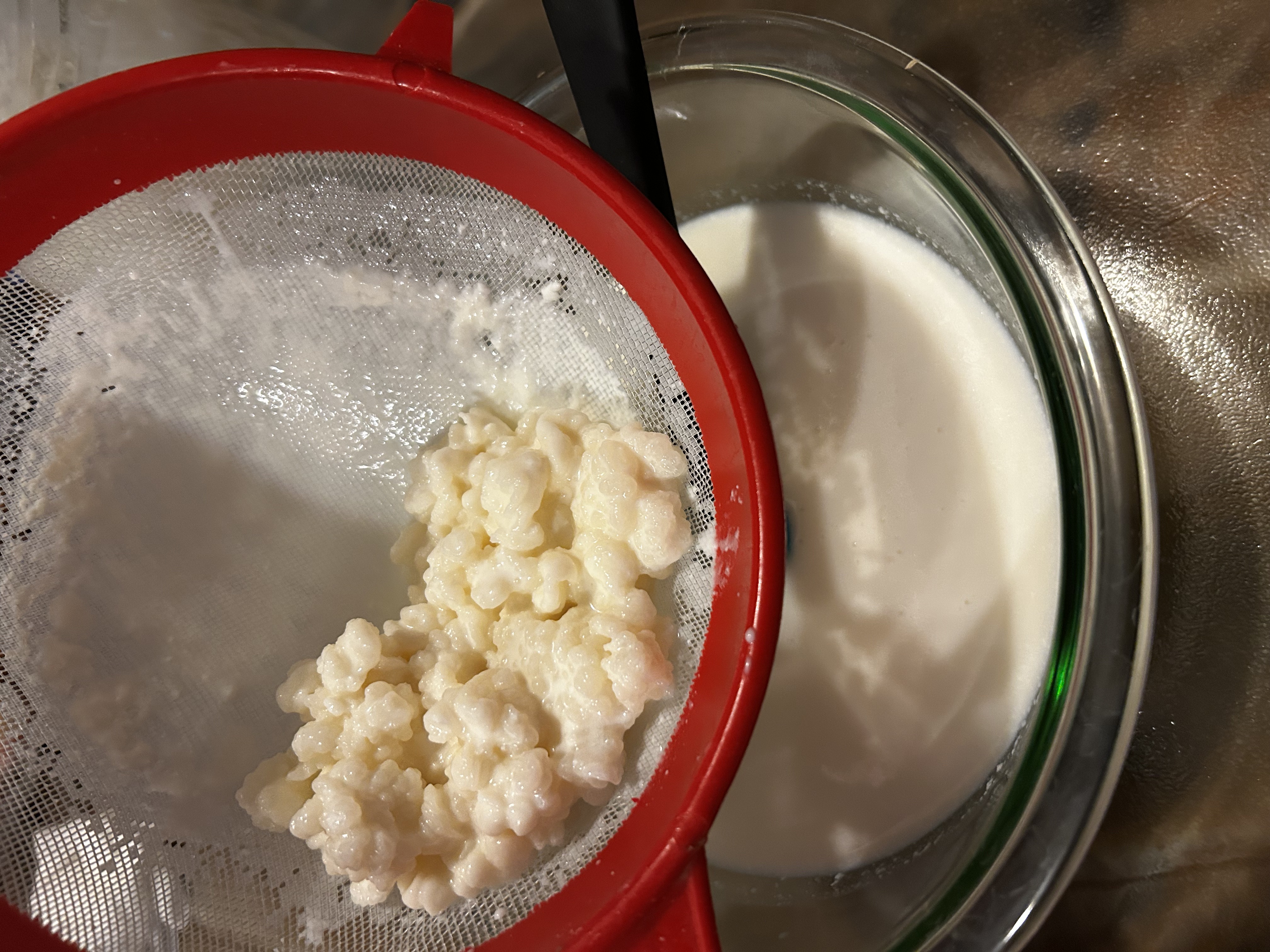 Raw Kefir grains