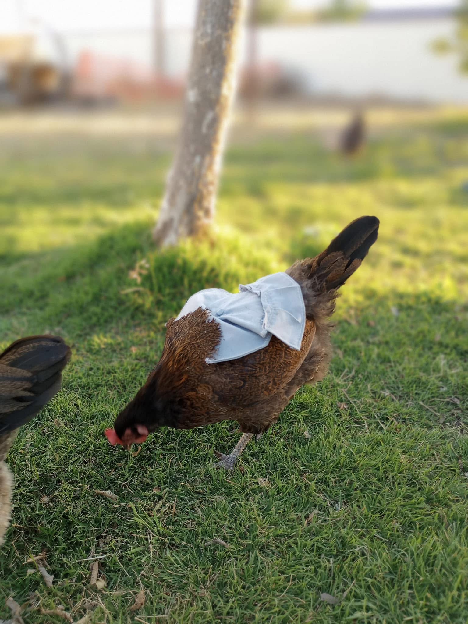 Hen Saddle