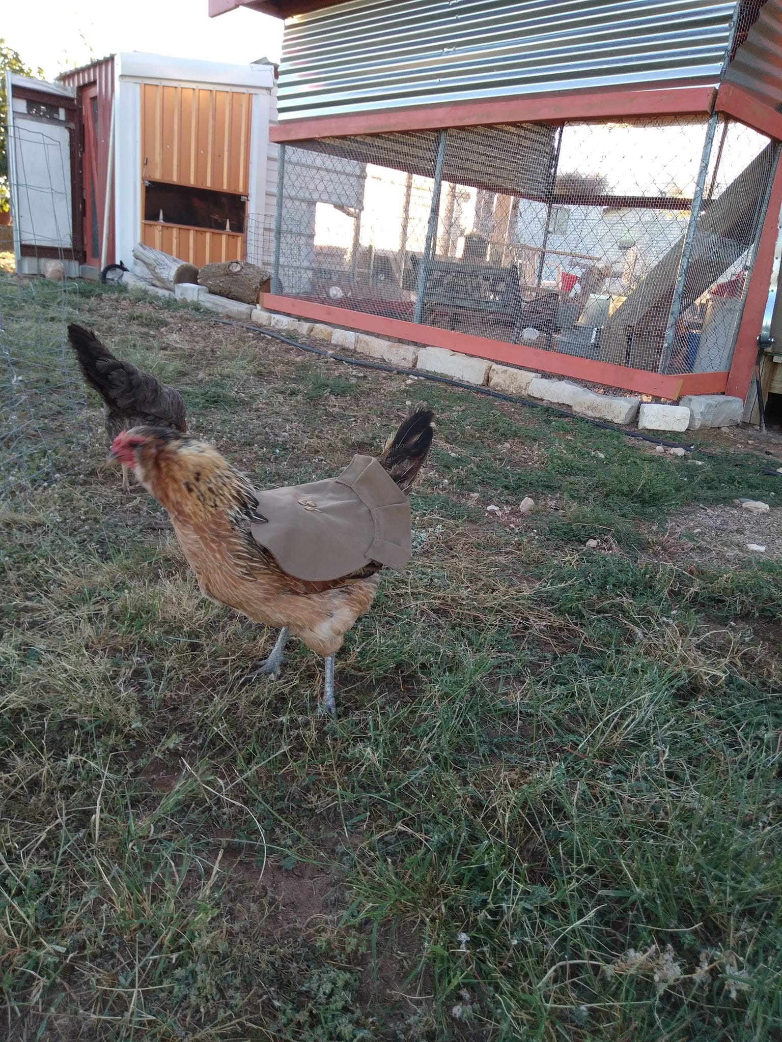 Hen Saddle