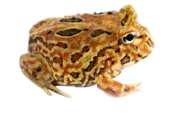 Basic Pac-man Frog