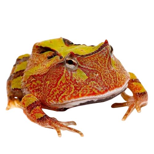 Rare Pac-man Frog
