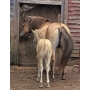 Matted Pet Hair Remover For Horses