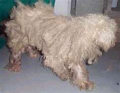 Matted Pet Hair Remover For Dogs