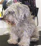 Matted Pet Hair Remover For Dogs