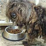 Matted Pet Hair Remover For Dogs