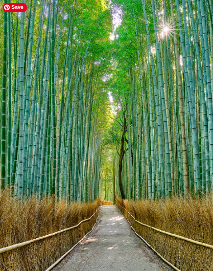 bamboo forest and pathway arashiyama japan