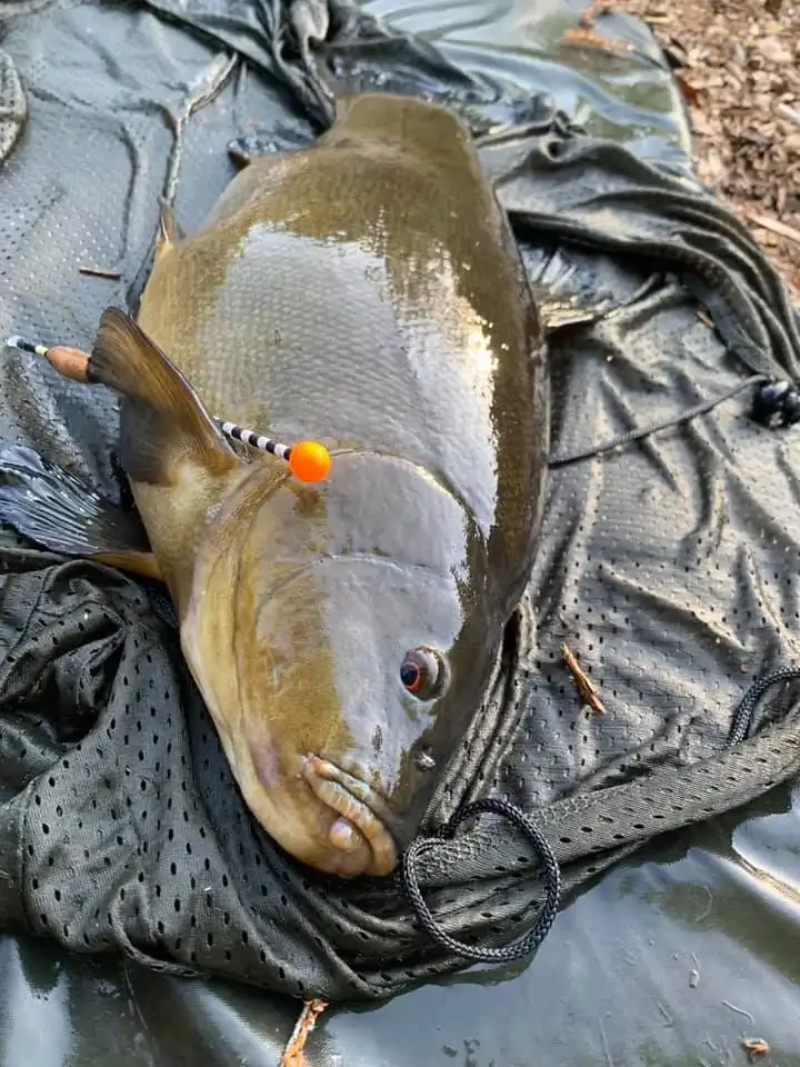 Tench caught using a windbeater float (4AAA)