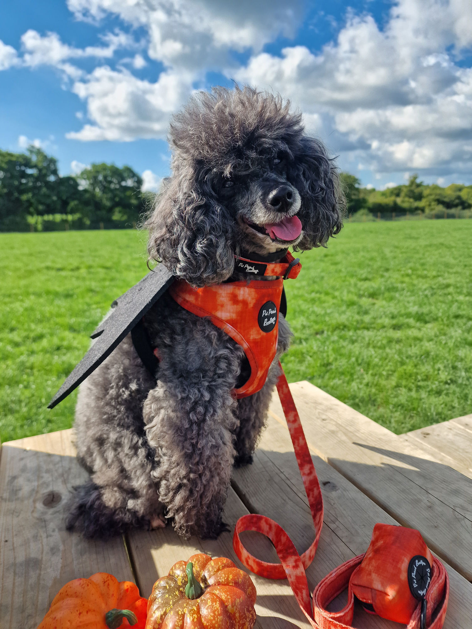 Orange Racer Dog Collar