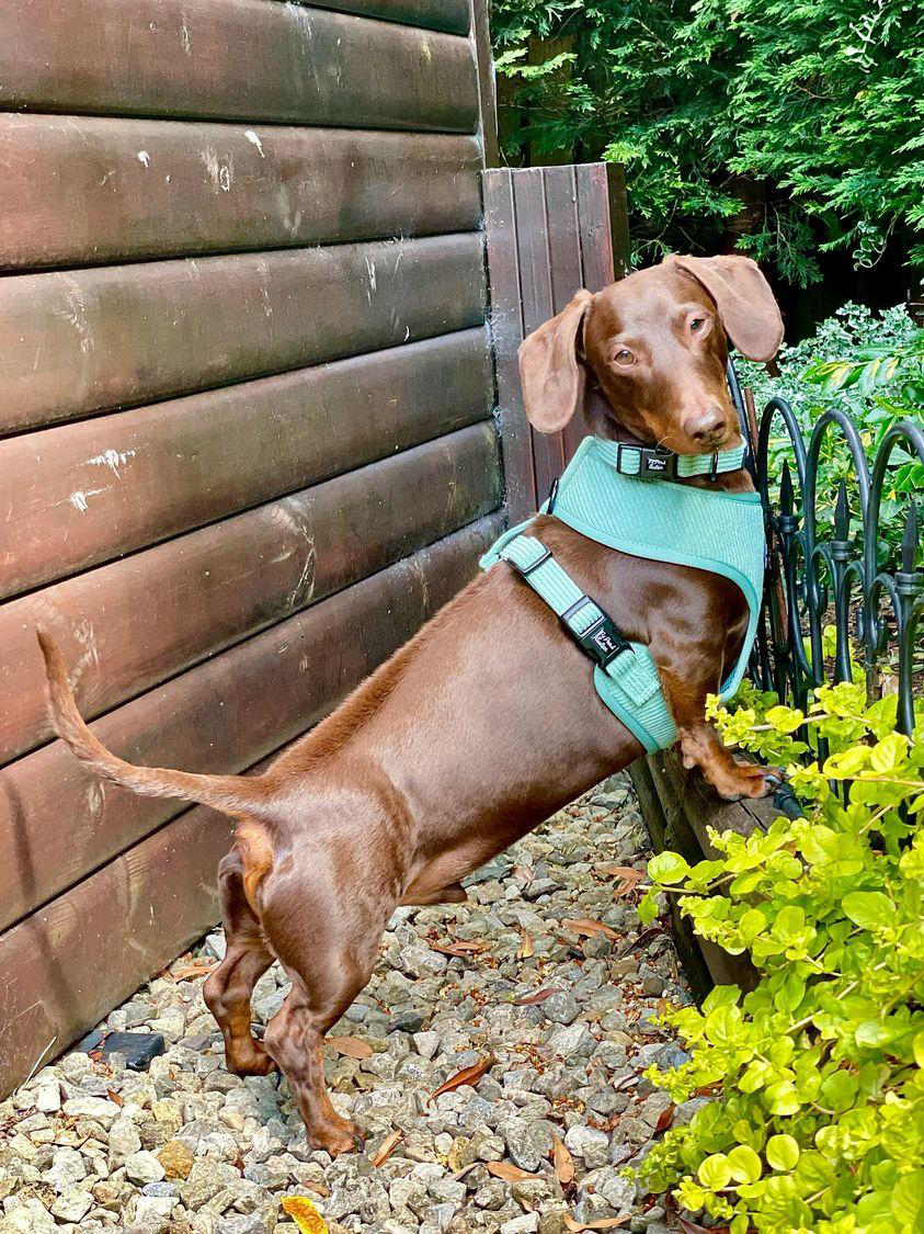 Sage Green Cord Dog Collar