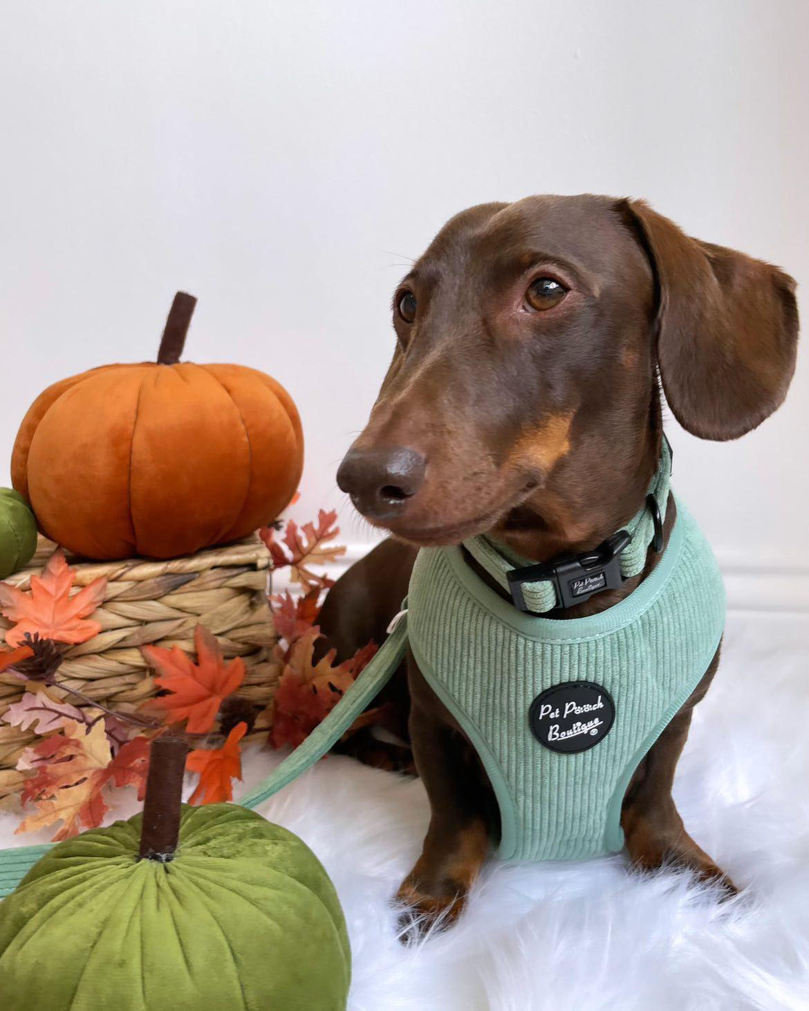 Sage Green Cord Dog Harness