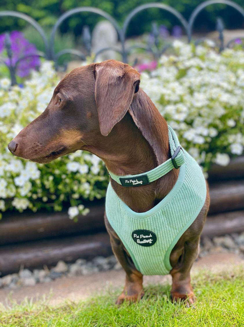 Sage Green Cord Dog Harness
