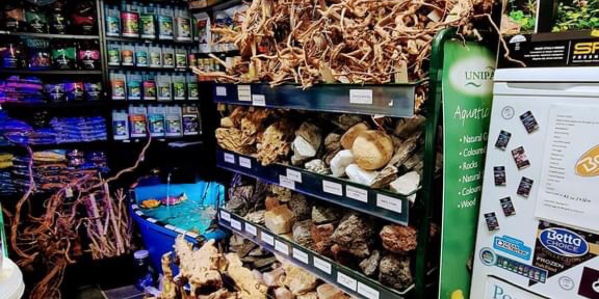 my dog ate raw steak