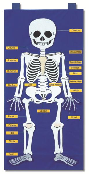 Skeleton Chart