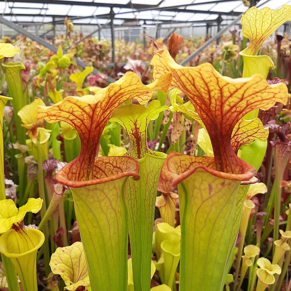 x moorei, 'Goldie' x 'Adrian Slack'