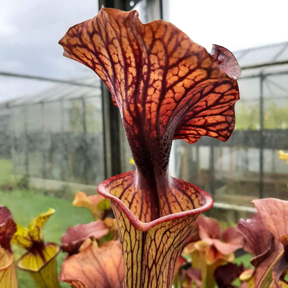 flava var. ornata seedgrown