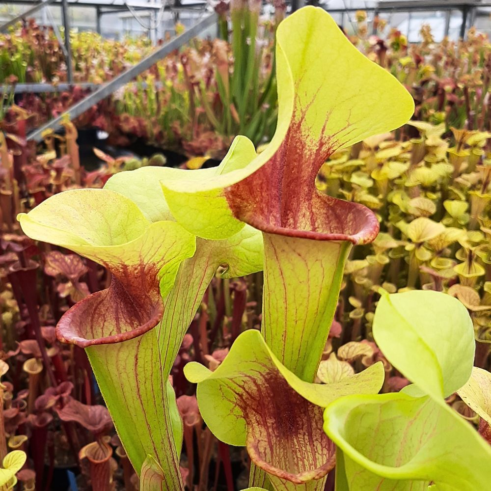 x catesbaei seedgrown