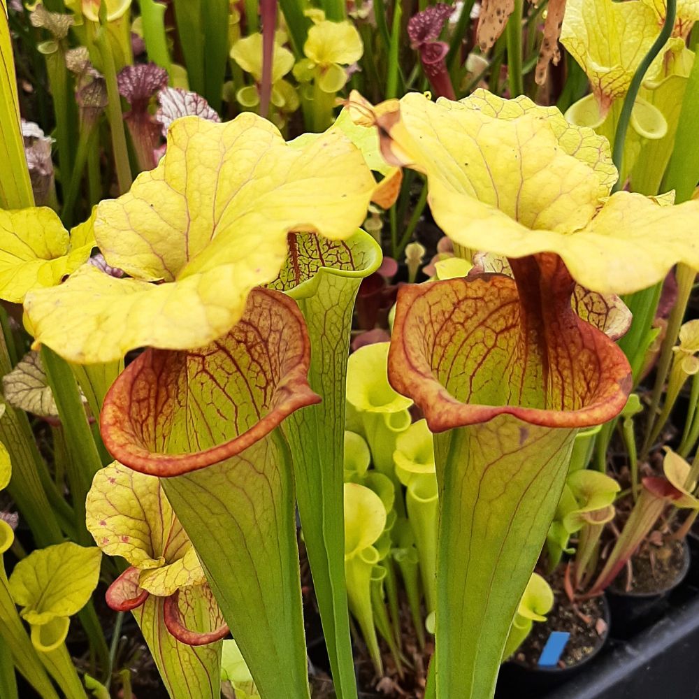 x moorei, 'Goldie' x 'Adrian Slack'