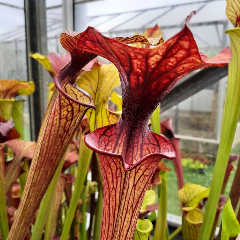 flava var. ornata seedgrown