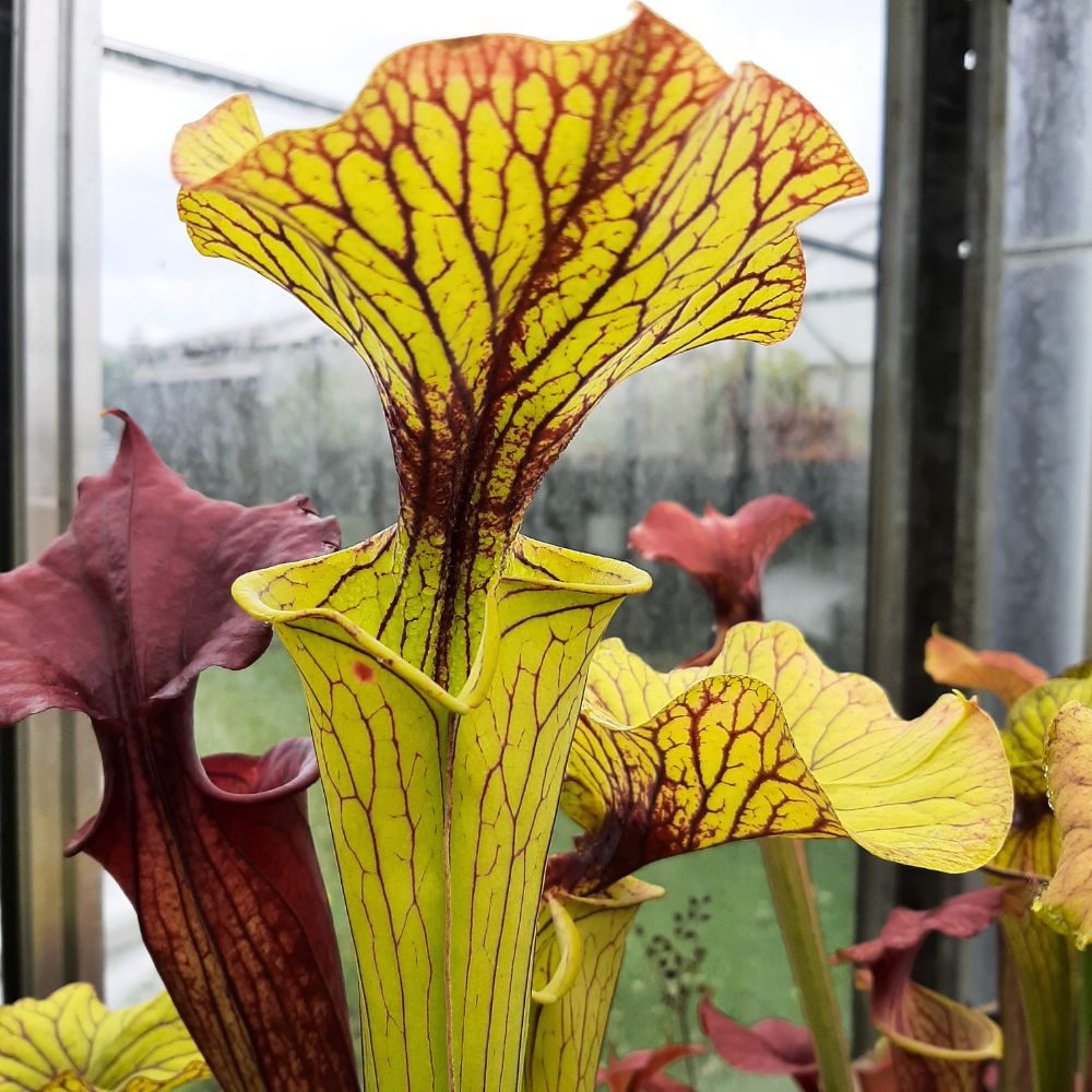 flava var. ornata seedgrown