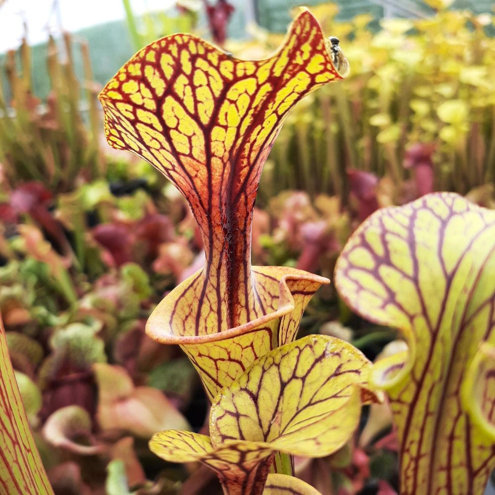 'Black Veins' x 'Waccamaw' (var. ornata x atropurpurea)