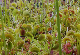 15x Dionaea, our choice