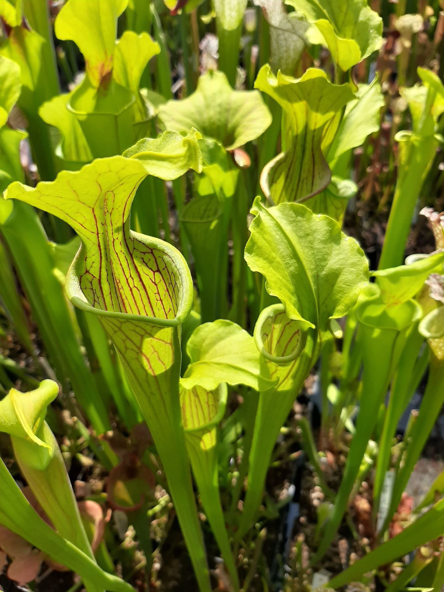 Center, Cherokee, Al,