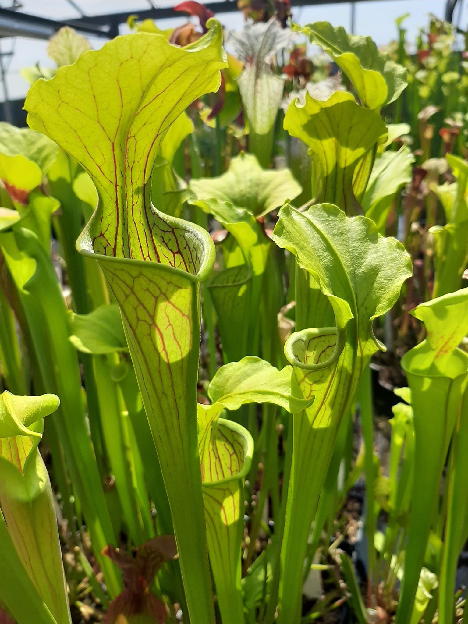 Center, Cherokee, Al,