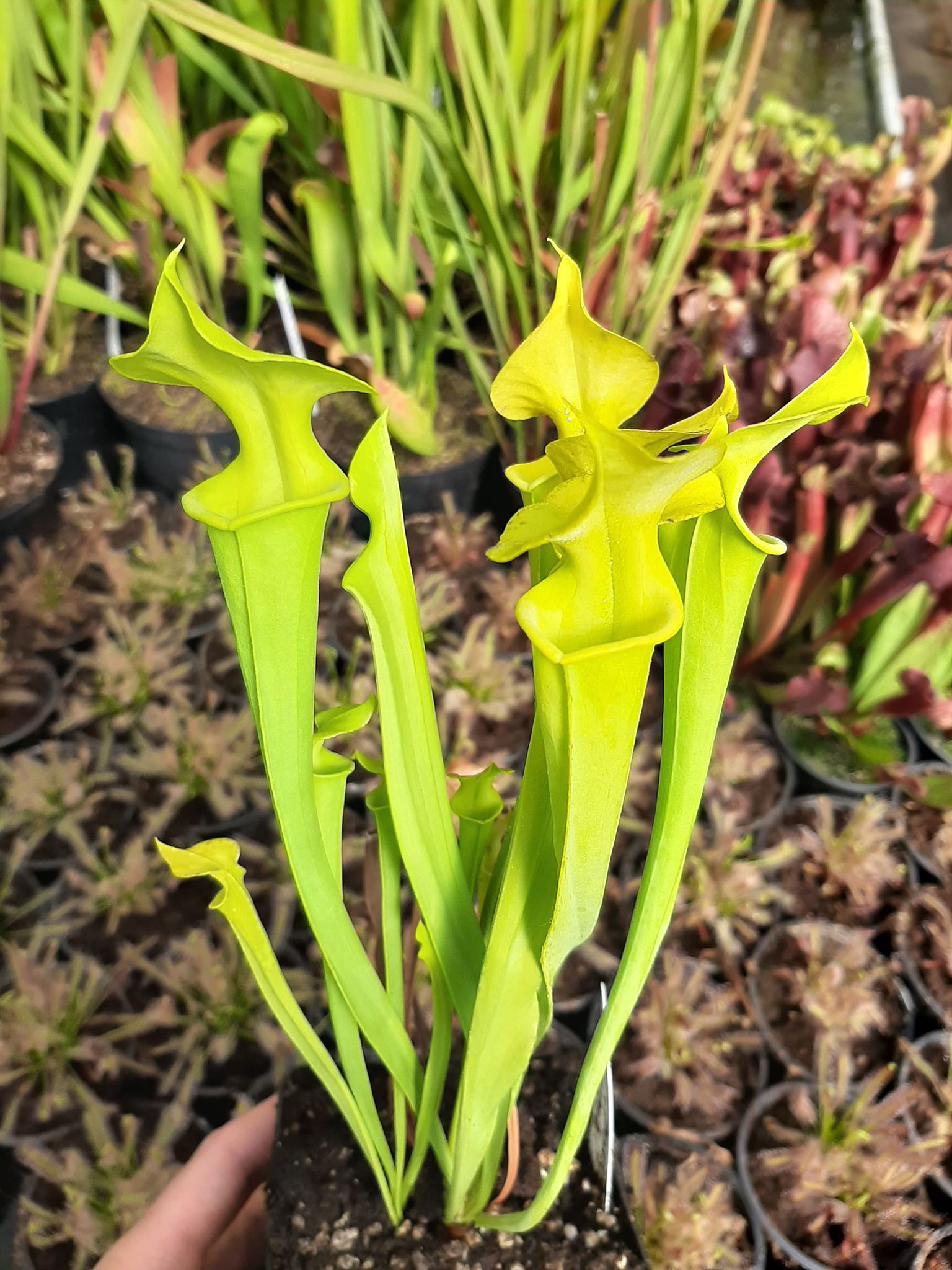 f. viridescens, Telogia, Fl.