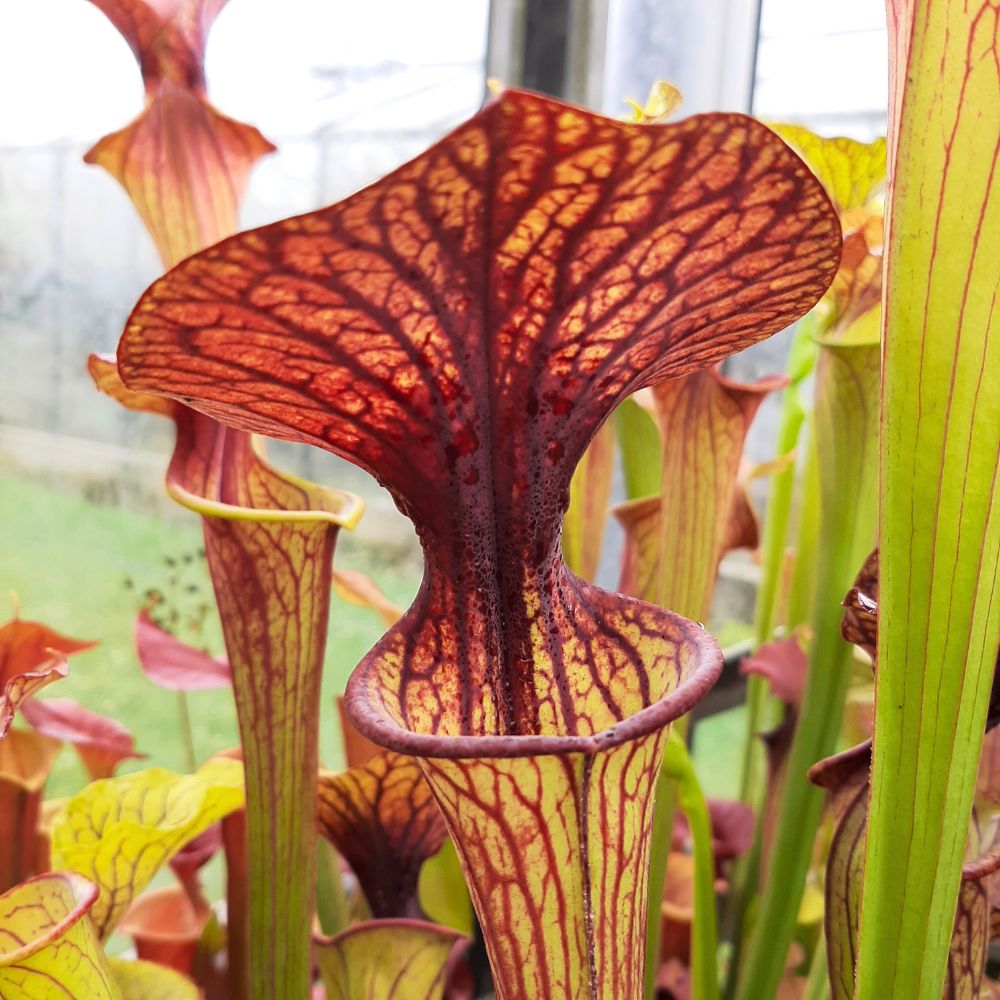 flava var. ornata seedgrown