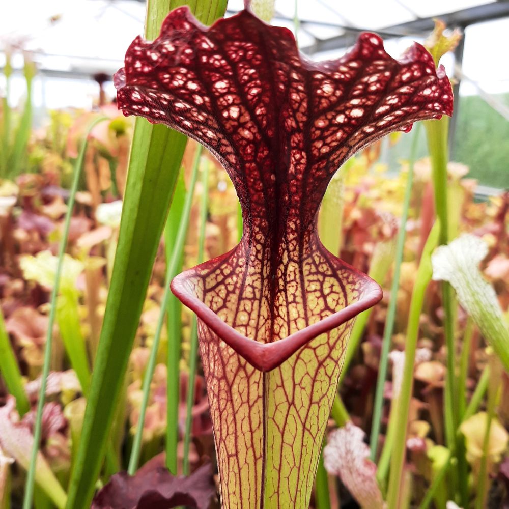 x moorei  (leuco RT 71 x atro blackwater)