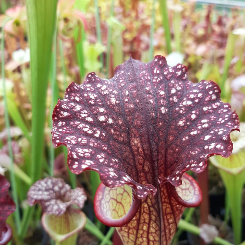 x moorei  (leuco RT 71 x atro blackwater)